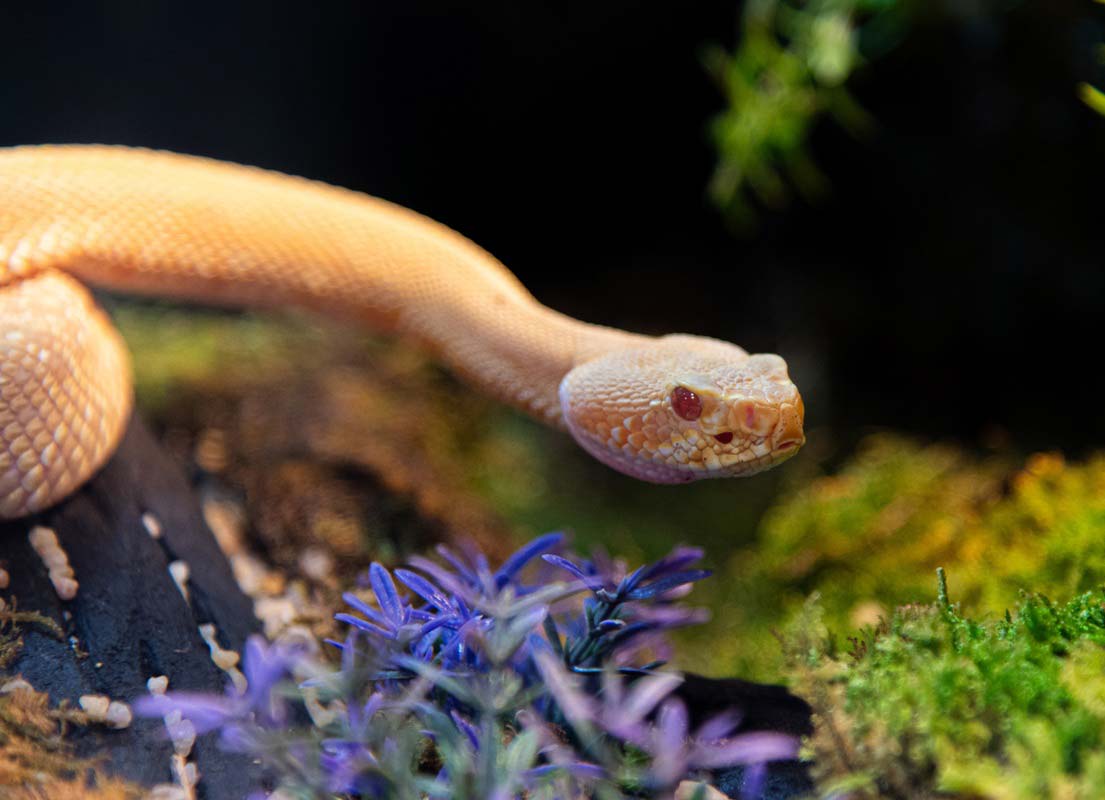 Reptiles Expo à Fribourg