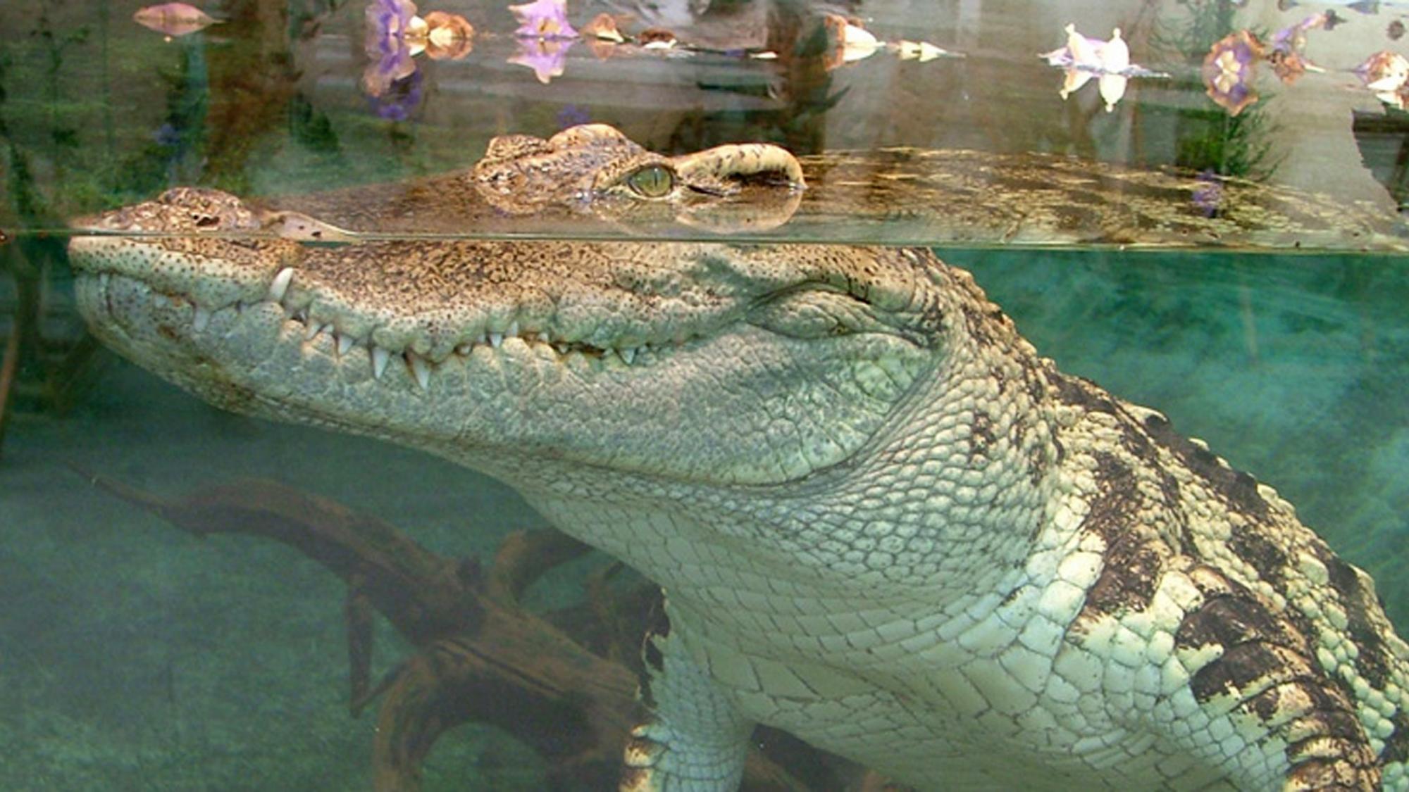 concours-tropiquarium-servion