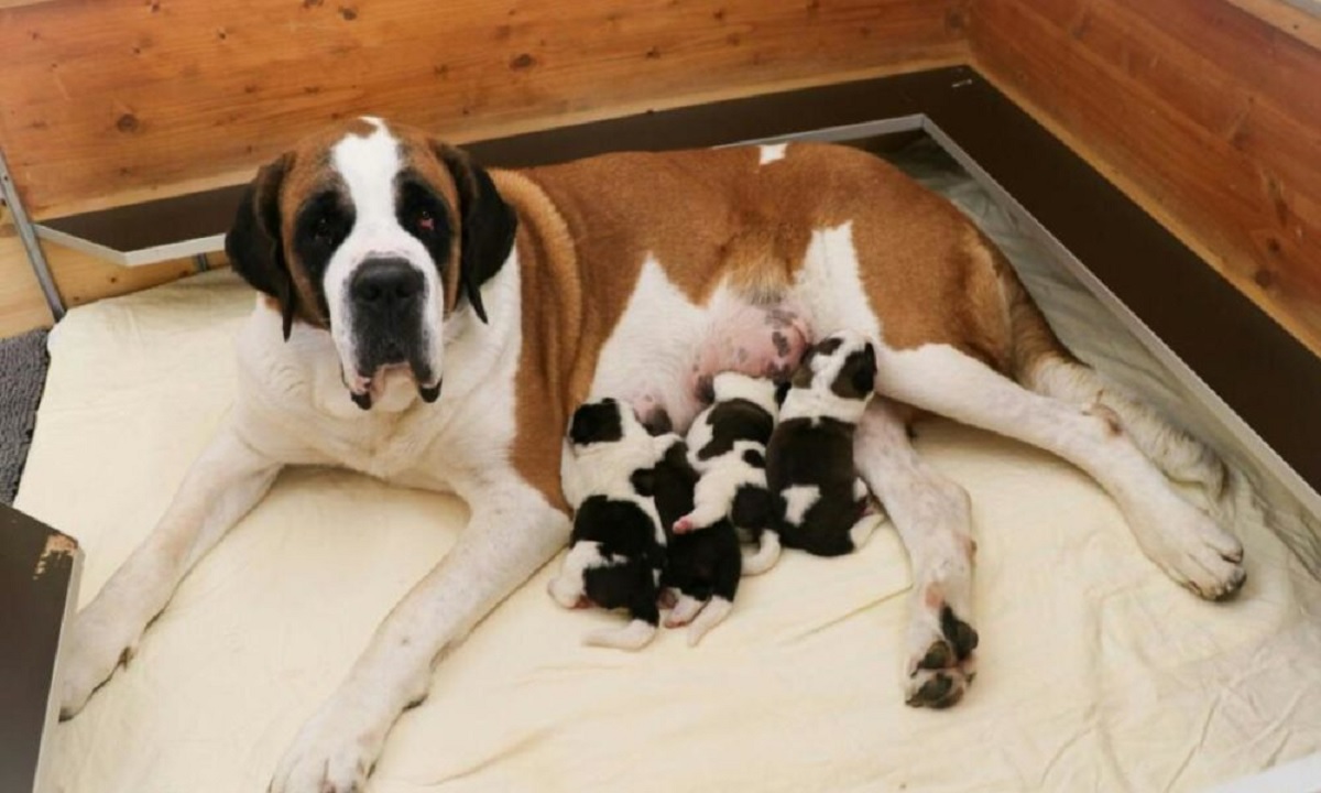 nouveaux-chiots-saint-bernard-barryland