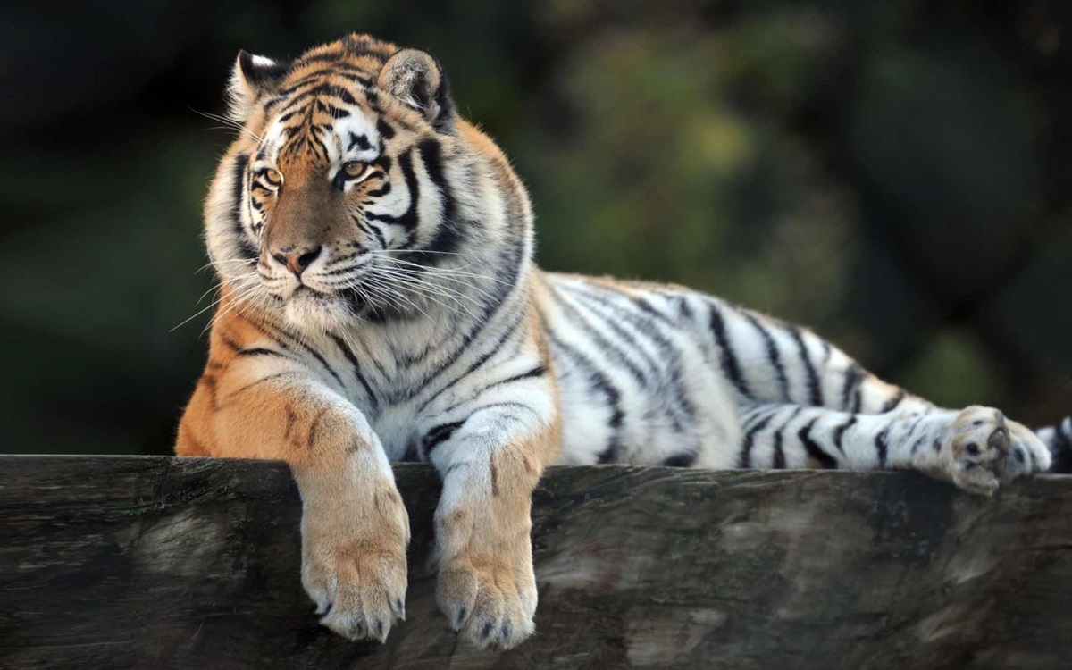 zoo de Servion