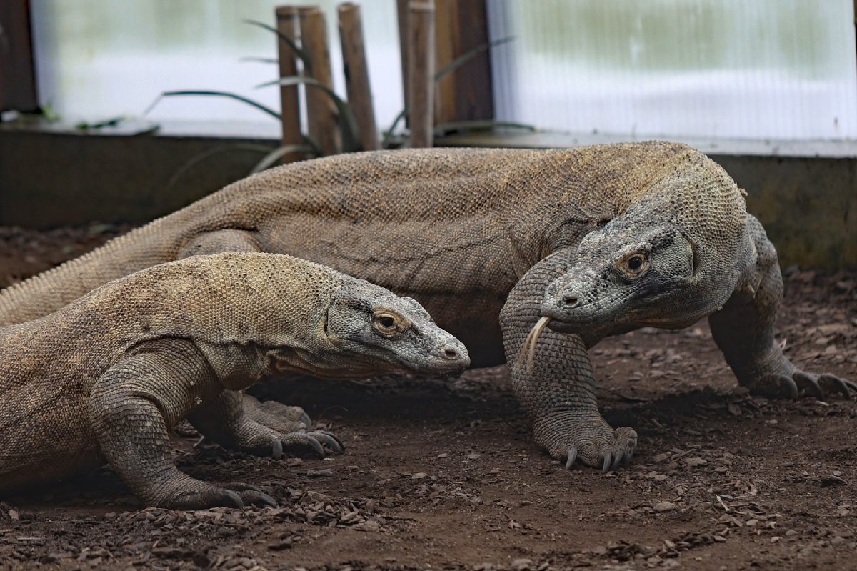 varan